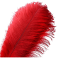 Red Ostrich Feather | Flower Arrangements 20-25 CM Red Ostrich Feather | Flower Arrangements 20-25 CM
